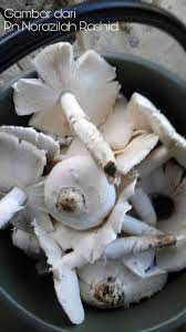 Ada orang yang memelihara ayam untuk diadu, ada juga yang memang dijadikan hewan ternak. Cendawan Busut Termitomyces Spp Nur Hafizah Sharudin Facebook