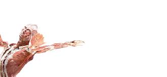 Image result for body worlds