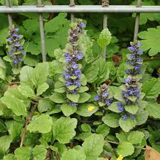 Image result for Ajuga