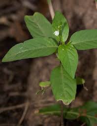 Image result for Justicia matammensis