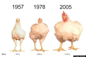 chickens look way different today and heres the reason why