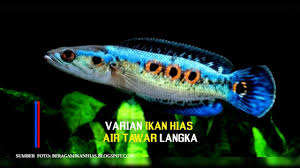 Ikan imperial flower ( leptobotia elongata) panjang ikan ini bisa mencapai 150 cm, ciri dari ikan imperial flower ini adalah memiliki kepala yang agak rata dengan mata kecil dan bermanik manik. Topik Varian Ikan Hias Air Tawar Langka Youtube