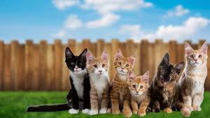 Find colo colo results and fixtures , colo colo team stats: Ausgefallene Katzennamen 220 Einzigartige Namen Fur Deine Katzen