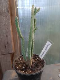 Image result for Euphorbia debilispina