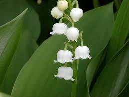 Convallaria Majalis Lily Of The Valley World Of Flowering Plants Lily Of The Valley Planting Flowers Birth Month Flowers