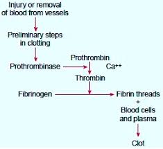 And then like magic the bleeding suddenly stops? Briefly Describe The Stages In Clothing Of Blood