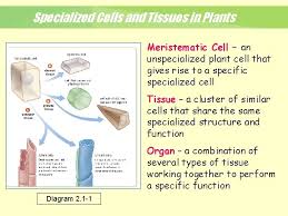 Check spelling or type a new query. 2 1 Plant Cells Tissues And Organs Figure