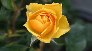 25 hanging baskets you ll want to plant immediately hanging. Top 8 Flowers That Look Like Roses Gardenpicsandtips Com