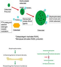 Image result for Bisphosphonates