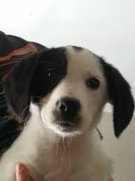 Http Watertown Craigslist Org Zip 4226621475 Html Beagle Border Collie Mix Glenfield Ny Dogs Up For Adoption Collie Mix Pets