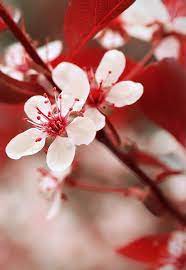 Pin On Red White And Cream