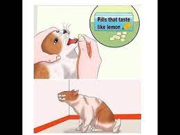 Your daily dose of fun! Cat Pill Memes Youtube