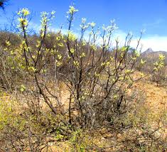 Image result for Smodingium