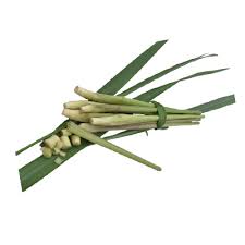 Image result for Cymbopogon nardus