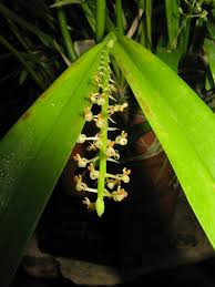 Image result for Liparis