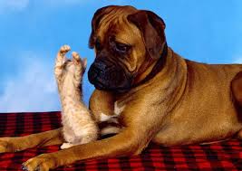 35 Funny Animal Videos On Youtube Best Of 10 Yrs Freemake