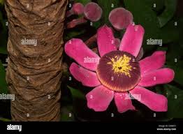 Image result for Lecythidaceae