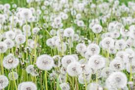 Image result for Taraxacum