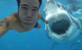 tiger shark attacks paddleboarder in hawaii shark pictures shark photos shark attack