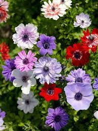 Anemone St Brigid Deer Resistant Flowers Anemone Beautiful Flowers Garden