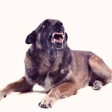 What Is Rage Syndrome In Dogs Petcarerx