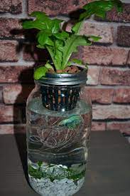 Mason Jar Organic Fish Garden Aquaponics Organic Lettuce Growing In A Fish Tank With Male Crowntail Betta Isn Aquaponics Fish Indoor Aquaponics Fish Garden