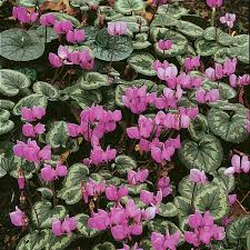 Image result for Cycnium