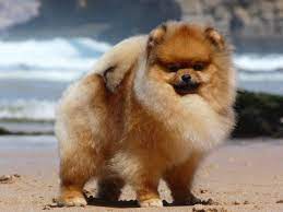 Alopecia X Black Skin Desease Pomeranian Beauty