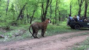 Ranthambore national park, sawai madhopur. Ranthambore Tiger Sighting T34 Kumbha In Zone 6 Youtube