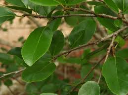 Image result for Flacourtia indica