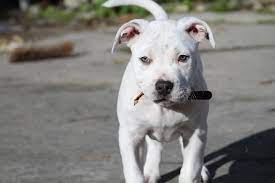 White and grey pitbull pup with dark blue eyes. Do Pitbull Puppies With Blue Eyes Really Exist