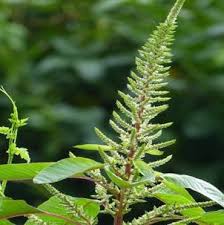 Image result for Kyphocarpa angustifolia