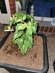 Una cruz chinense con deliciosas vainas con un ligero sabor cítrico y fuego medio. Bolivian Bumpy Chili Pepper De Die Chili Community