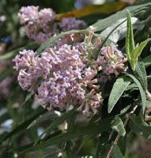 Image result for Buddleja pulchella