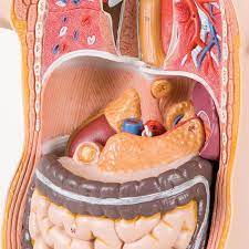 The torso or trunk is an anatomical term for the central part, or core, of many animal bodies (including humans) from which extend the neck and limbs. Human Mini Torso Model With 12 Parts