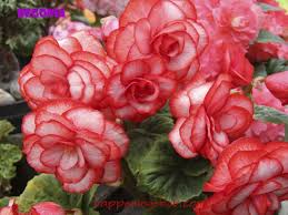 Pin On Gardening