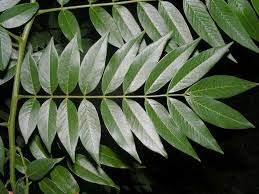 Image result for Senna spectabilis