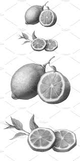 Lemon Pencil Drawing Fruits Drawing Lemon Drawing Pencil Drawings