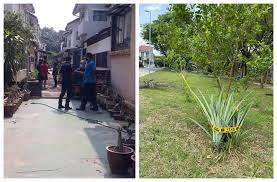 Majlis perbandaran subang jaya is a government agency based in subang jaya, selangor. Subang Jaya Residents No Longer Allowed To Grow Fruit Trees Veggies Outside Their Homes Says Mbsj Life Malay Mail