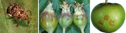 We did not find results for: Ipm Illinois Fruit And Vegetable News Volume 17 Issue 20