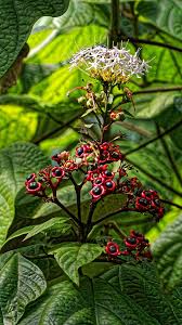Image result for Clerodendrum rotundifolium