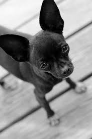 30 Black Chihuahua Ideas In 2020 Chihuahua Black Chihuahua Chihuahua Love Plain black background wallpaper hd. 30 black chihuahua ideas in 2020