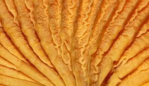 Image result for Paxillus panuoides