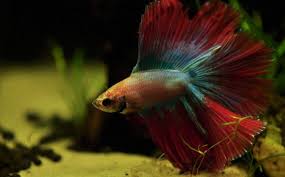 Female Crowntail Betta Fish Care Vang Bettas