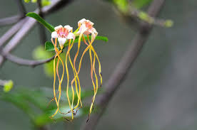 Image result for Strophanthus