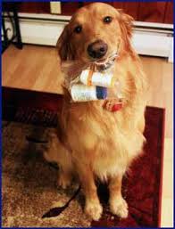Please Don T Pet Me Psychiatric Service Dog Service Dog Training Dog Training Obedience