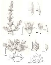 Image result for Rotala juniperina