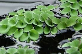 Image result for Salvinia hastata