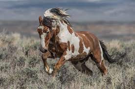 He Was Like The Holy Grail The Life And Legend Of America S Most Famous Wild Horse