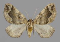 Image result for Pelurga comitata